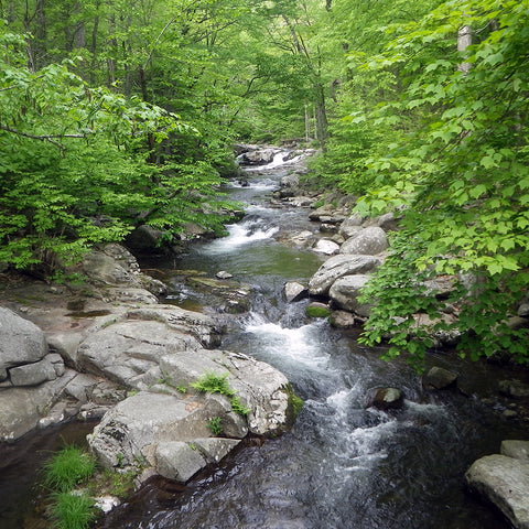 brook trout stream with waterfalls and beautiful trees and shrubs surrounding the high gradient stream