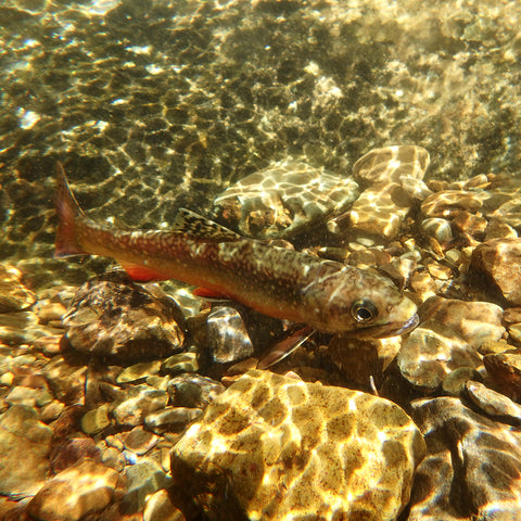 native brook trout picture taken underwater after releasing the fish