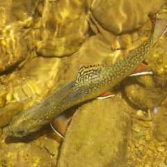 Trout Fishing in the Shenandoah National Park