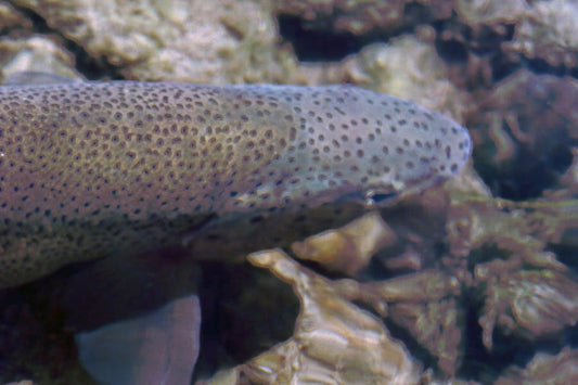 Trout Streams Fly Fishing Report - October 4, 2023